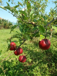 frutteti mele
