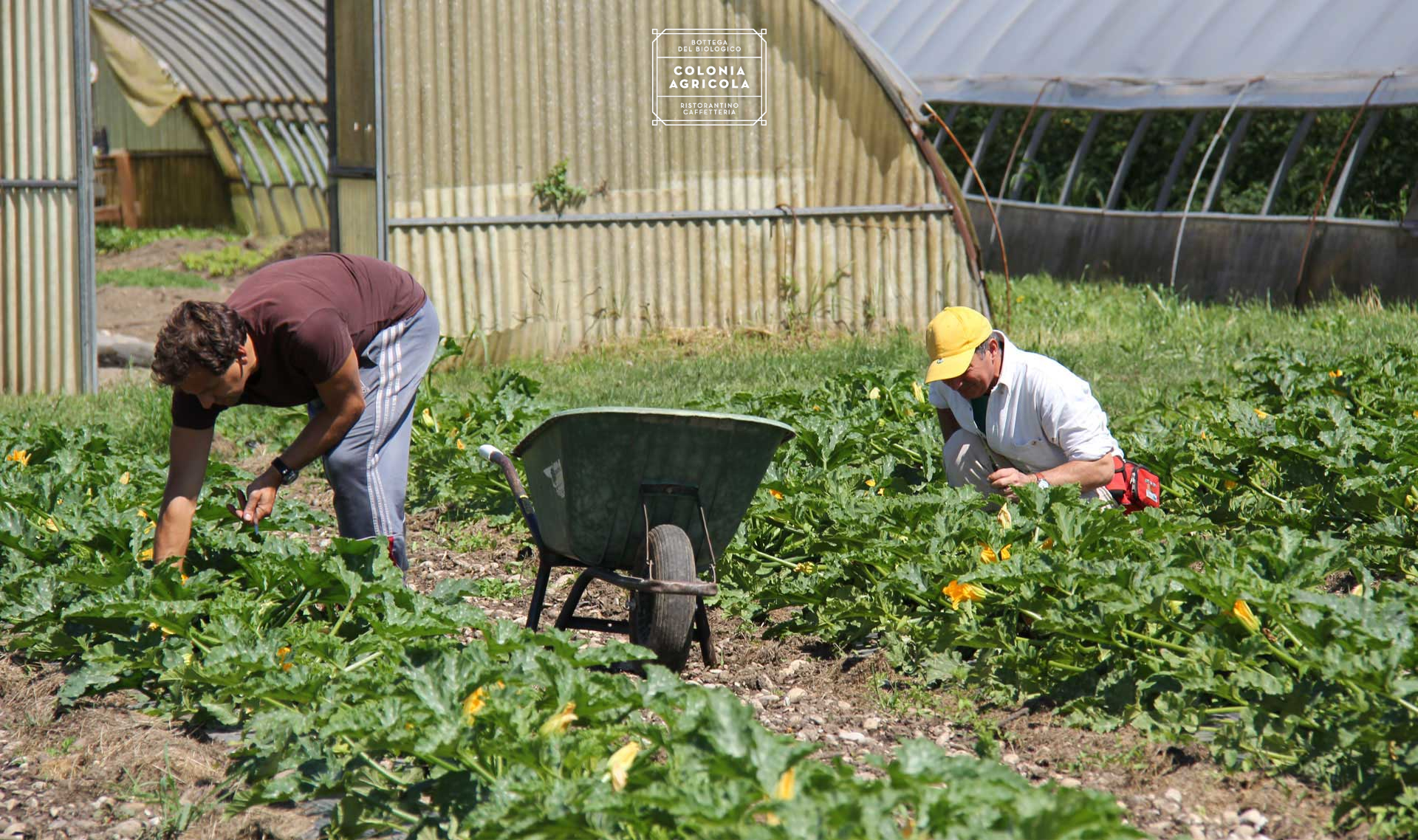 AGRICOLTURA BIOLOGICA <br />SOCIALE