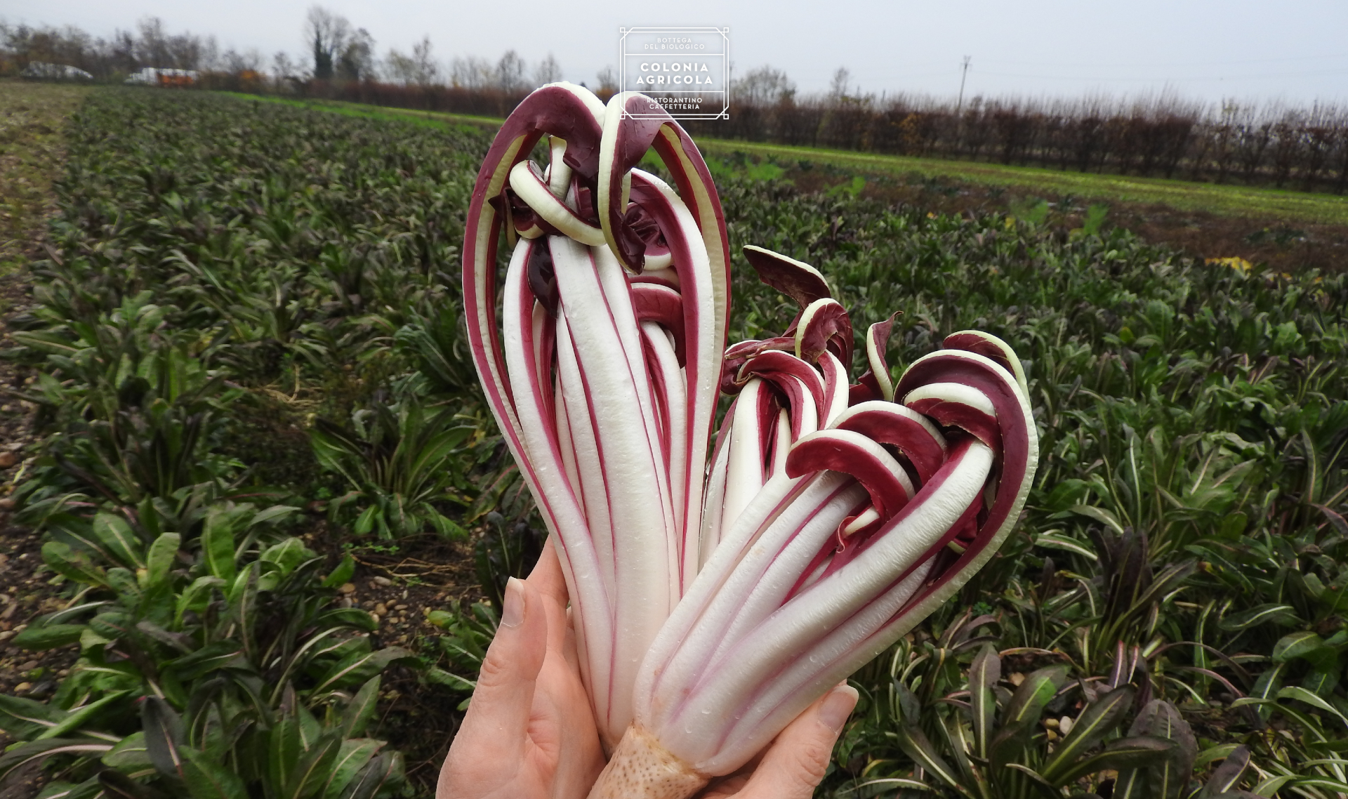 Fiori d’inverno – Radicchio Rosso Igp di Treviso