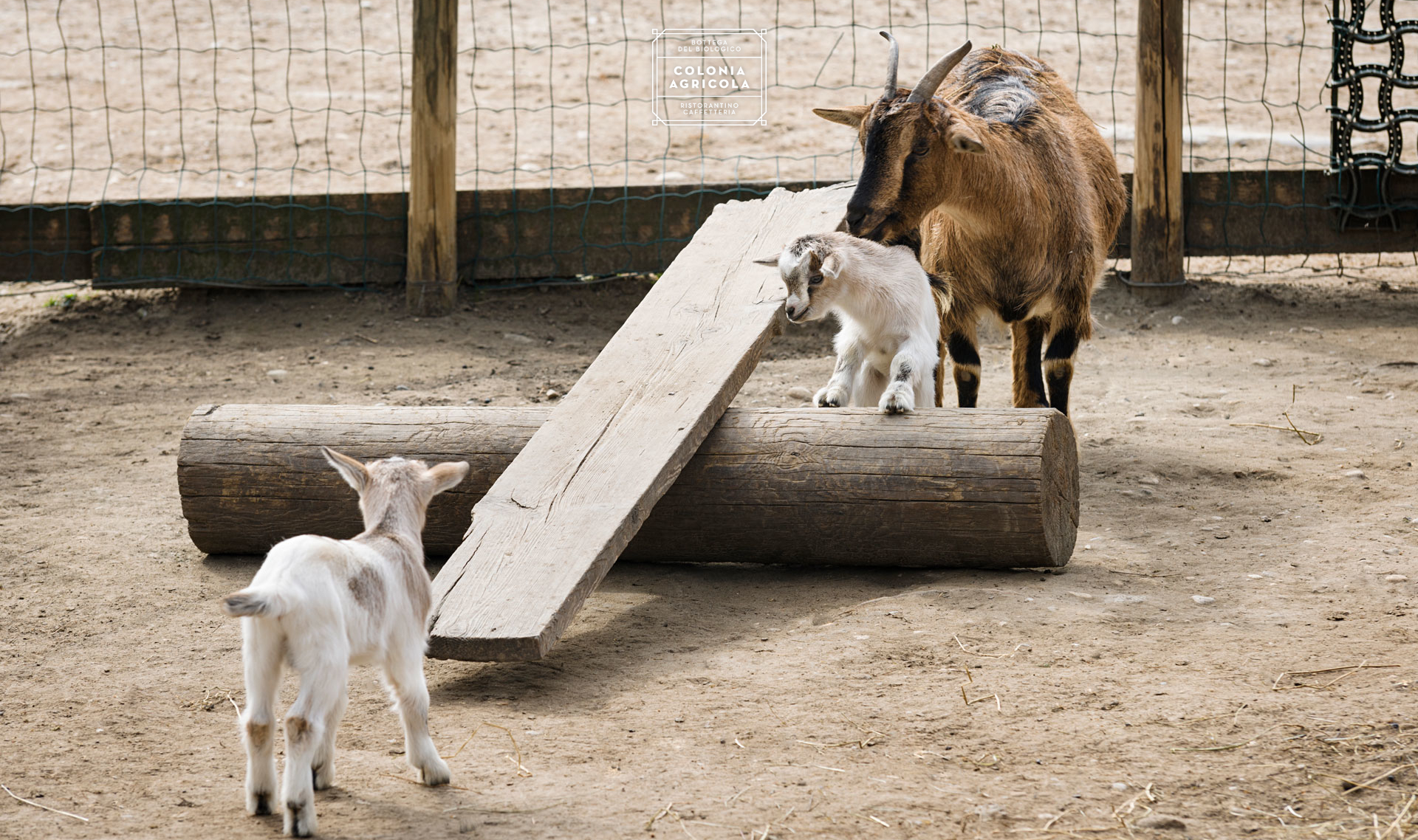 LA FATTORIA<br /> DEGLI ANIMALI