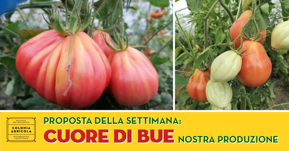 Cuore di bue