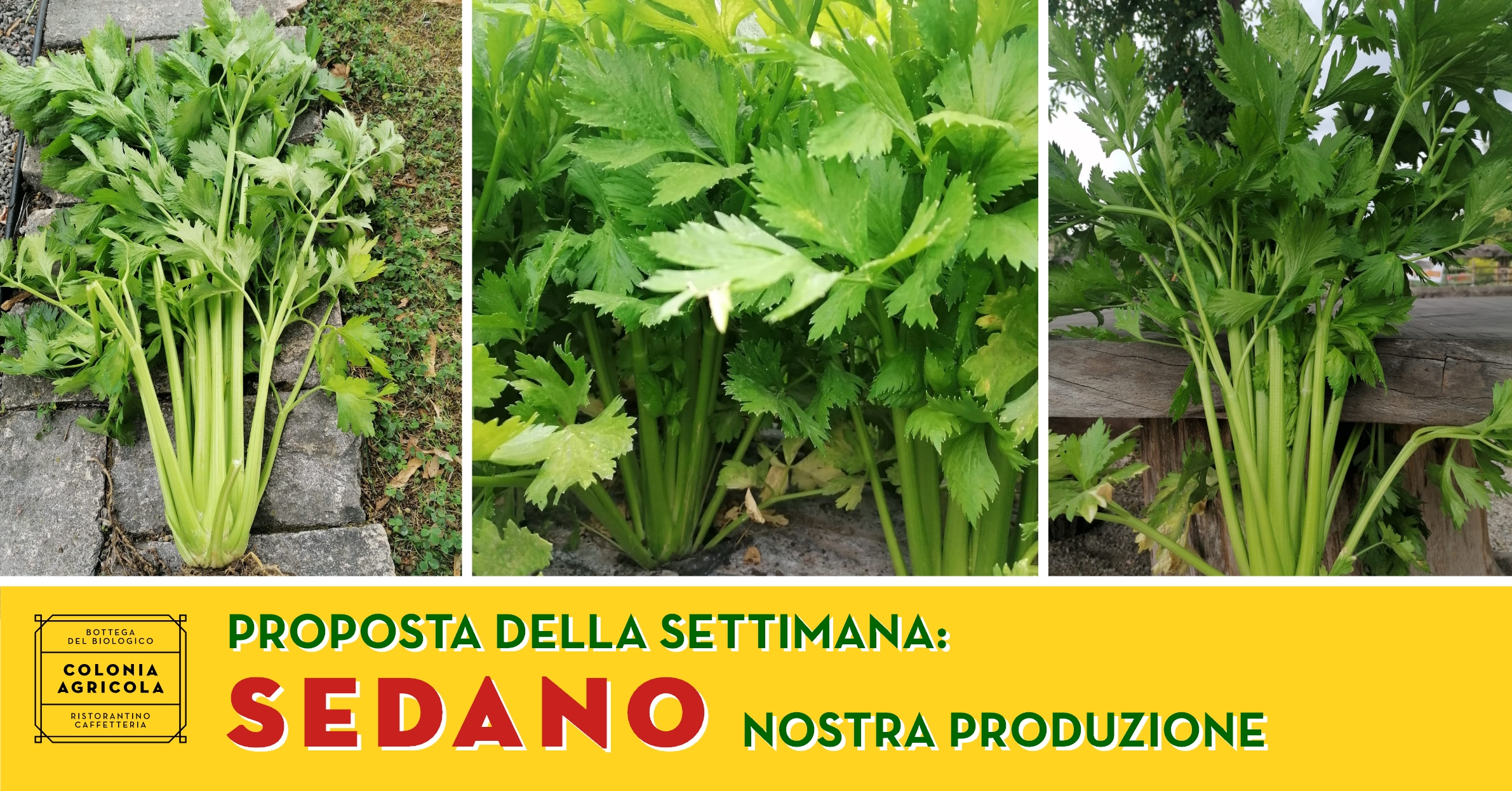 Promo Sedano