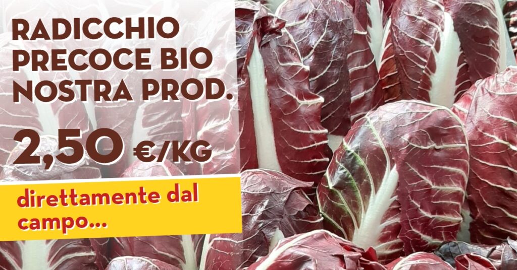 Promo Radicchio
