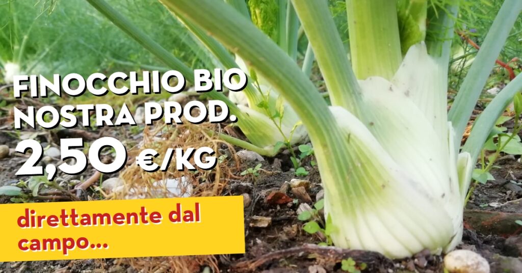 Offerta della settimana: Finocchio