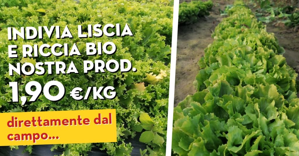 Offerta della settimana: Indivia liscia e ricciar