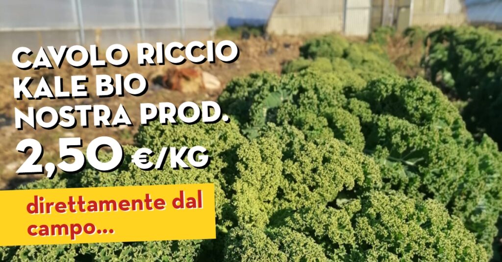 Offerta della settimana: cavolo riccio kale bio