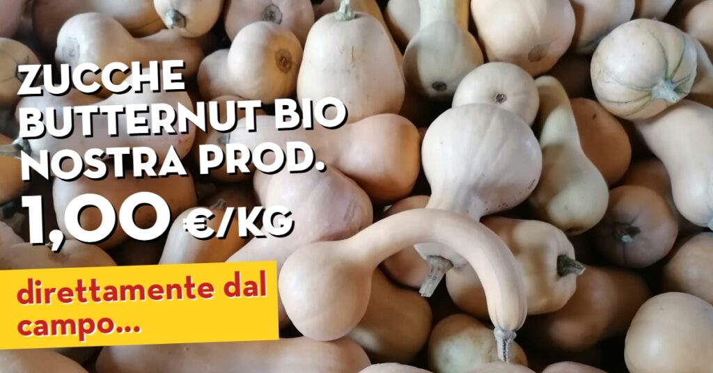 Offerta della settimana: zucche butternut bio