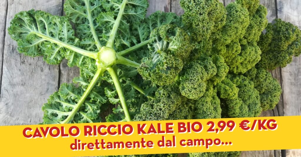cavolo riccio kale bio