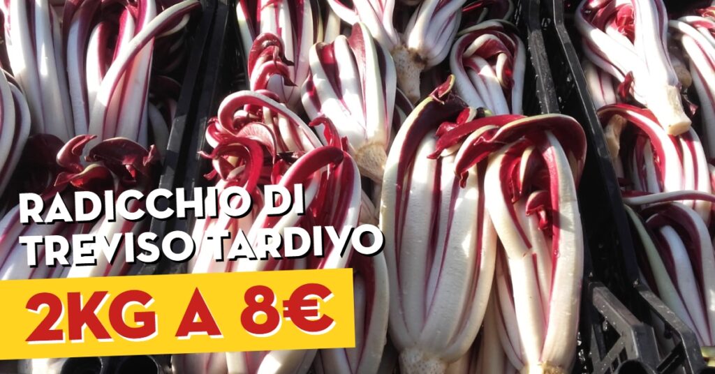 radicchio di Treviso tardivo